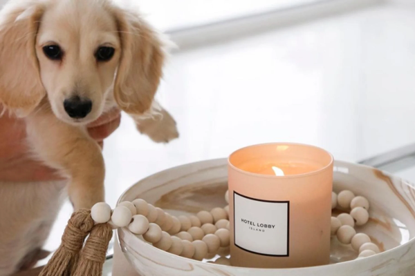 Candles Bad for Dogs-1