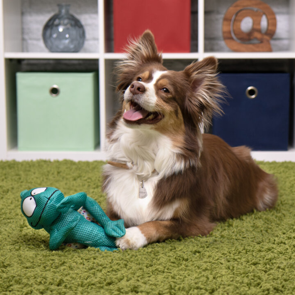 How Much Us Spends on Pet Toys