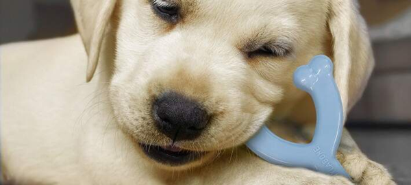 puppy toy-3