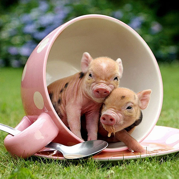 pet pig toy-3