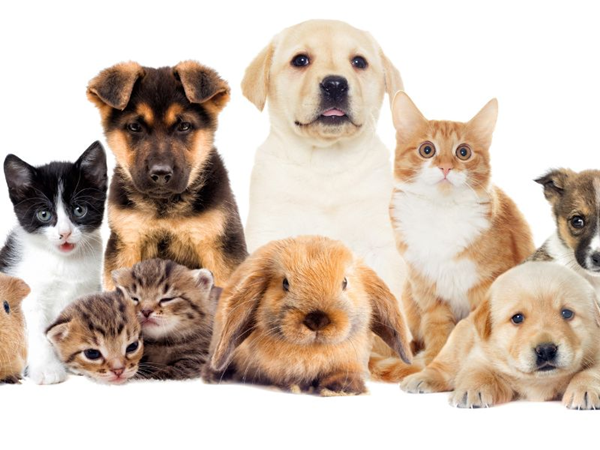 Do Pet Toys Need A Vat