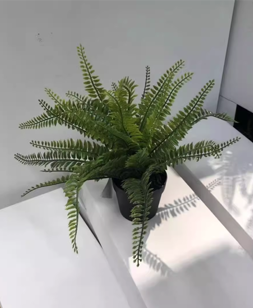 plants pot-3