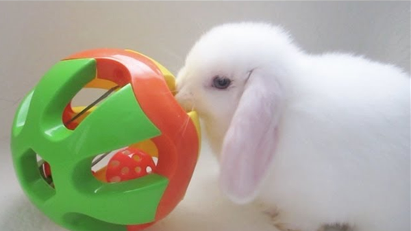 pet bunnies toy-2