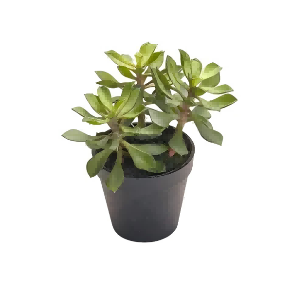 Artificial Plants-4
