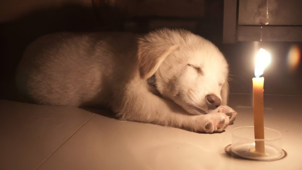 Candles Safe Around Dogs-2