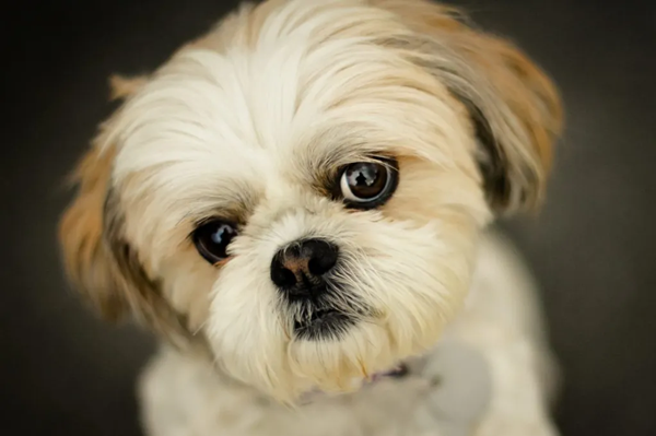 Is Shih Tzu a toy breed?