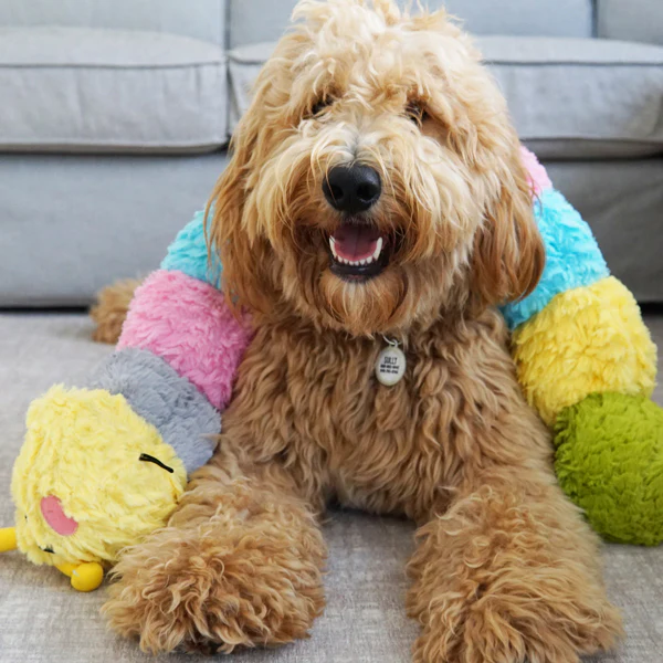 pet toy-1