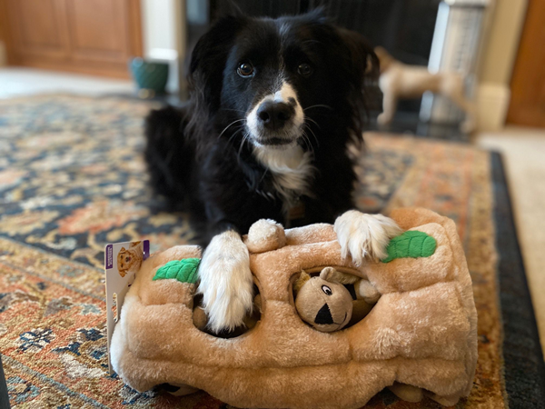 pet toy