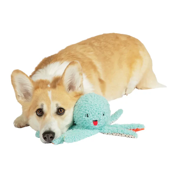 Where Can I Buy Littlest Pet Shop Toys