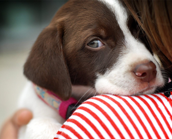 Do Dogs Get Jealous over Toys?