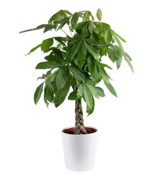 Are Real Or Artificial Trees Better?