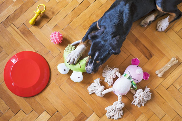 pet toys-3