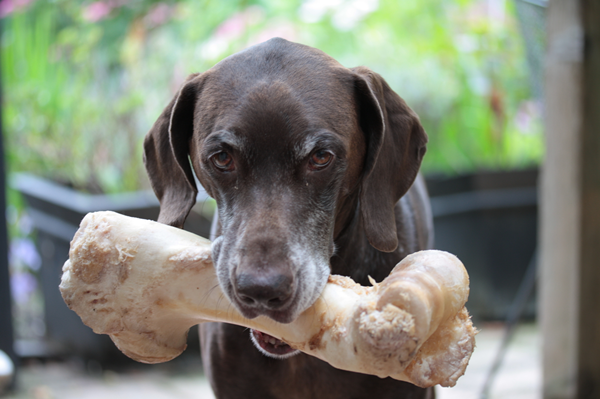 chew toy-2