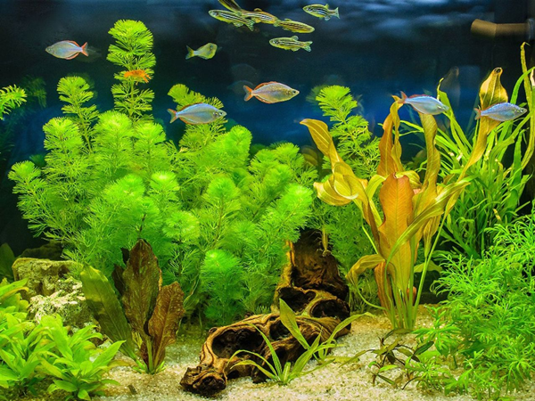artificial aquarium plants-4
