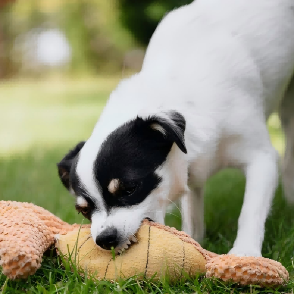 pet toy-4