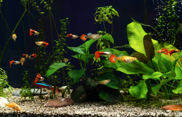 Artificial Plants in Aquarium-4