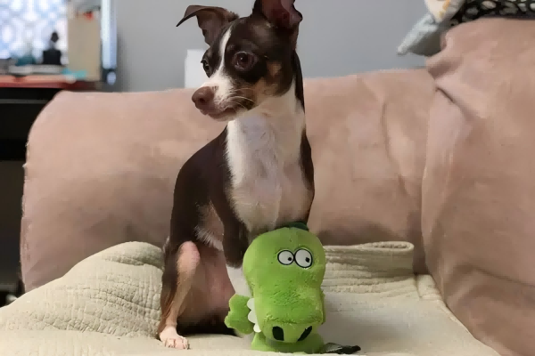 pet toys-1