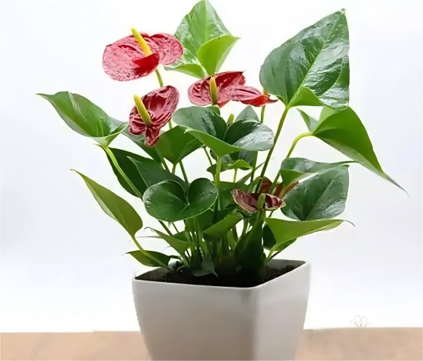 Artificial plants-1