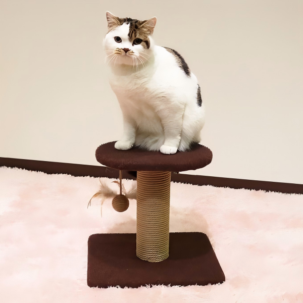 pet toys-3