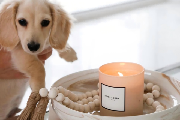 Candles for Dogs-1