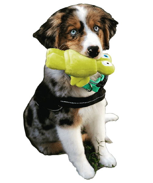 pet toy-1