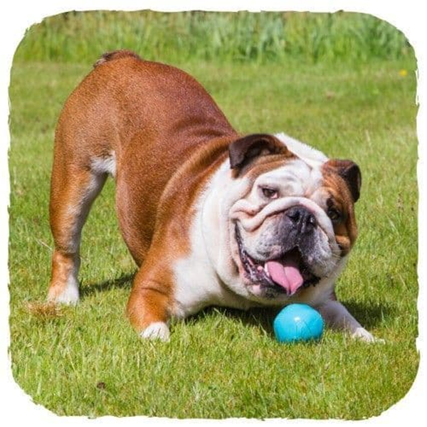 Is It OK To Play Ball with Your Dog?