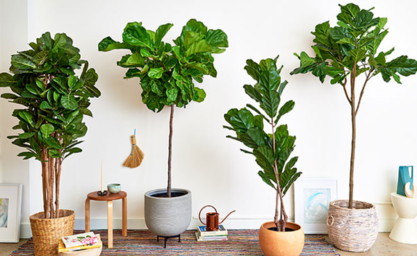 Why Do People Buy Fake Plants?