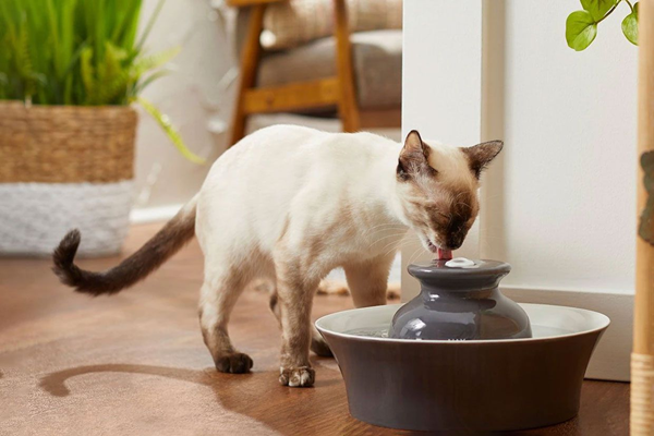 How Do You Clean The inside of A Dog Water Dispenser?