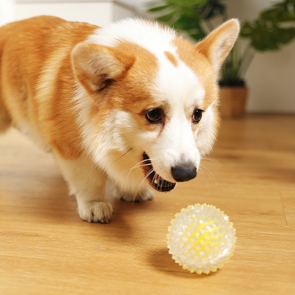 Can Dogs Eat Natural Rubber?