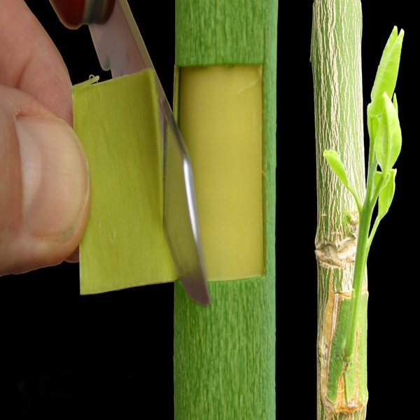 What Is The Artificial Way of Planting?