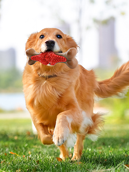 What Is The Most Durable Toy for Dogs?