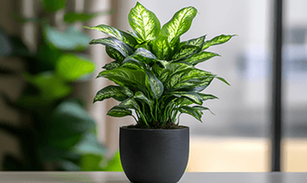 Can Artificial Plants Be Used outside
