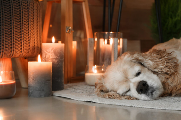 Are Candles Bad for Dogs
