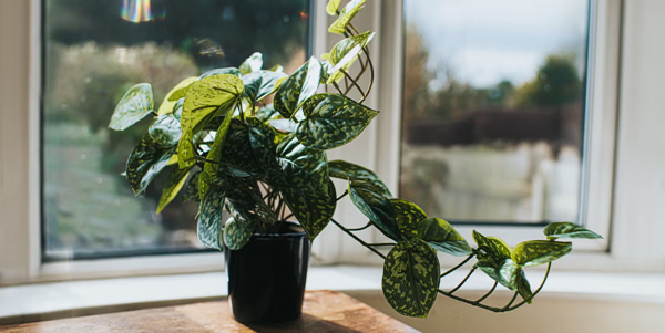 Artificial Plants-3