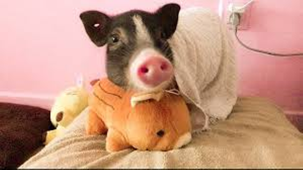 pet pig toy-4