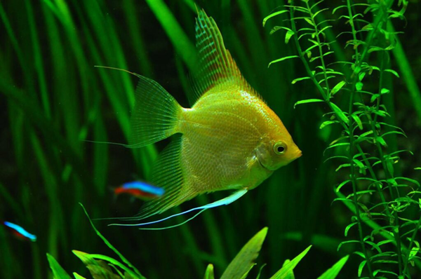 Artificial Plants in A Fish Tank-1