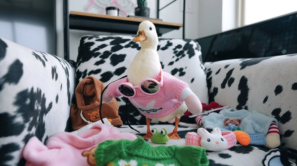 pet duck toy-3
