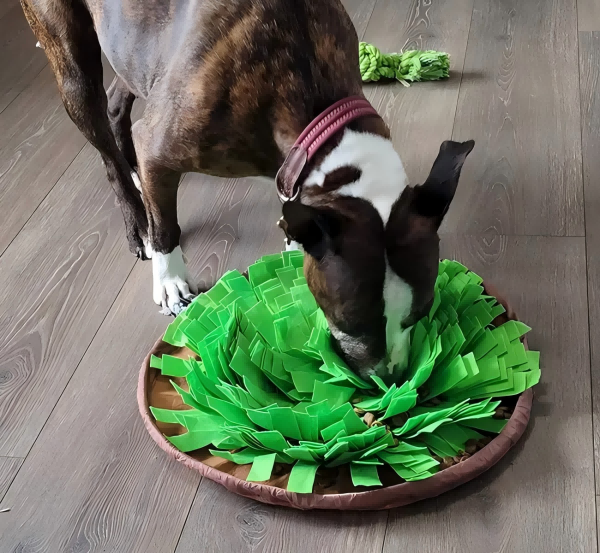 pet toys-4