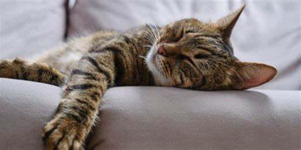 What Do Cats Like To Sleep On?