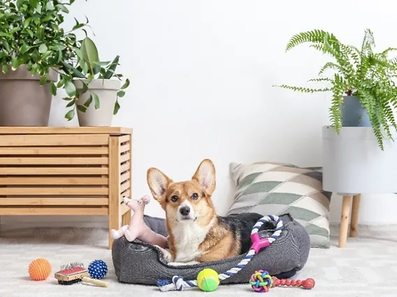 dog toy-4