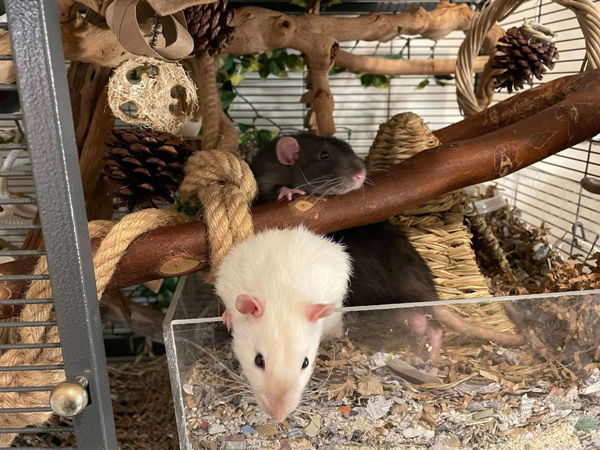 What Toys Do Pet Rats Like