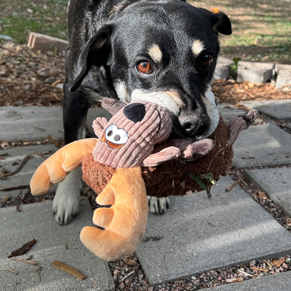 pet toy-2