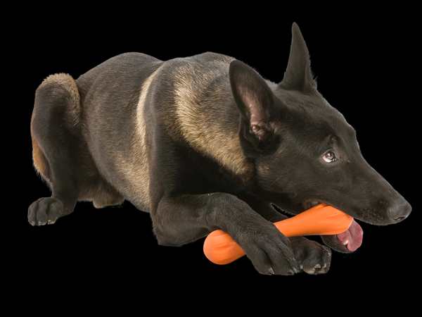 Is There A Safe Chew Toy for Dogs?