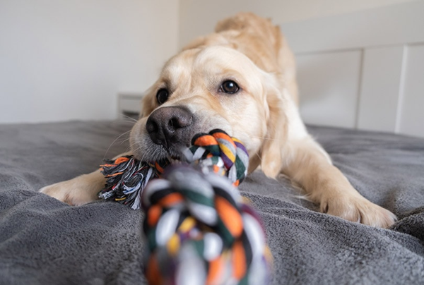 How Are Toys Regulated?