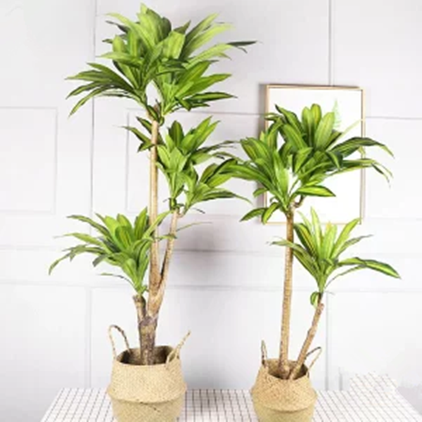 plant pot-2