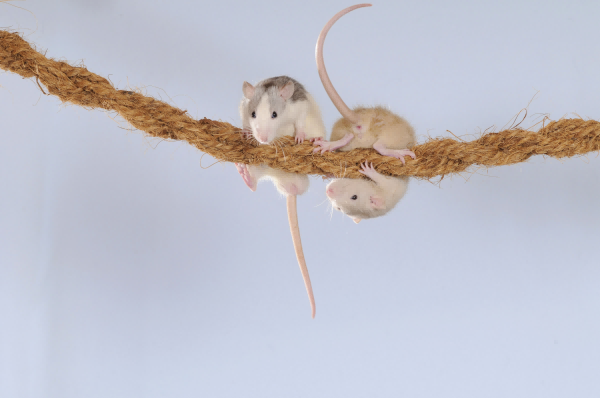 Pet Rat Toys-2