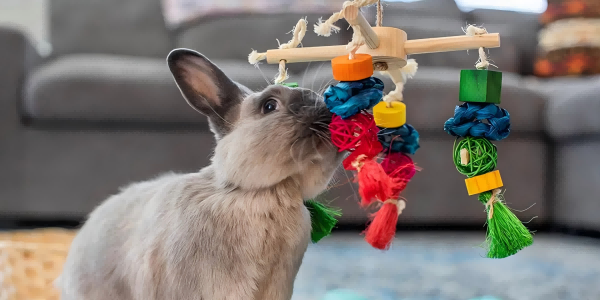 How To Make Pet Rabbit Toys