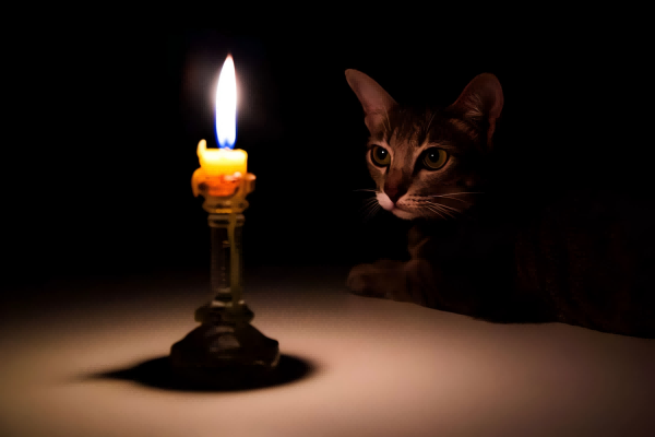 Candles Harmful To Cats-1