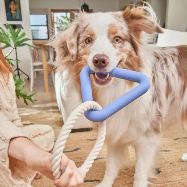 global pet toys-3