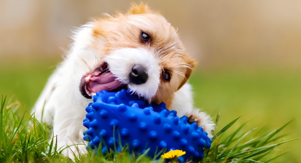 pet toys-3